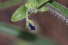 Tradescantia reverchonii