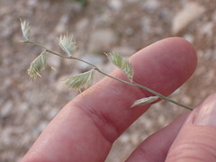Bouteloua chondrosioides