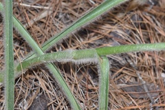 Tradescantia reverchonii