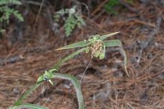 Tradescantia reverchonii