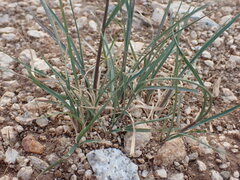 Bouteloua chondrosioides