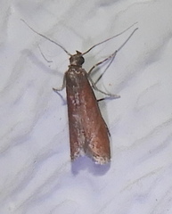 Varneria postremella