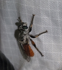 Cerotainiops wilcoxi
