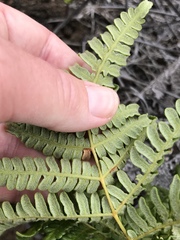 Pteridium aquilinum decompositum