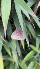 Lepidoptera