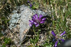 Penstemon heterodoxus heterodoxus