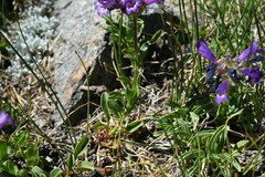 Penstemon heterodoxus heterodoxus