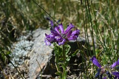 Penstemon heterodoxus heterodoxus