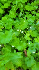 Romanzoffia sitchensis