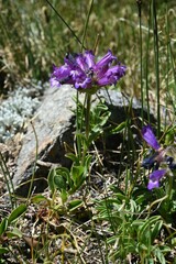 Penstemon heterodoxus heterodoxus