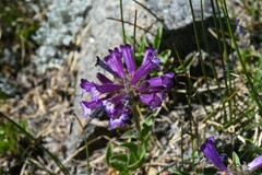 Penstemon heterodoxus heterodoxus