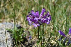 Penstemon heterodoxus heterodoxus
