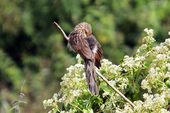 Centropus bengalensis