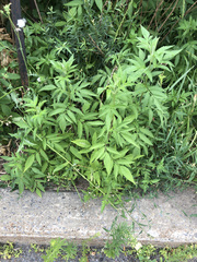 Bidens frondosa
