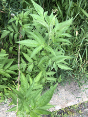 Bidens frondosa