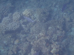 Halichoeres notospilus