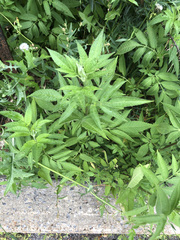 Bidens frondosa
