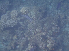 Halichoeres notospilus