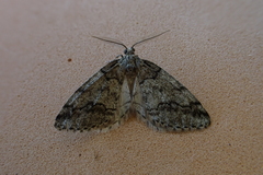 Tephronia lhommaria