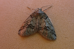 Tephronia lhommaria