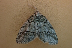 Tephronia lhommaria