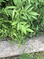 Bidens frondosa