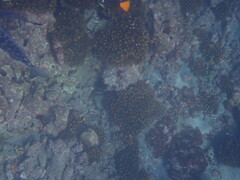 Halichoeres notospilus