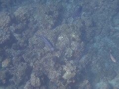 Halichoeres notospilus