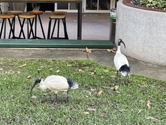 Threskiornis molucca