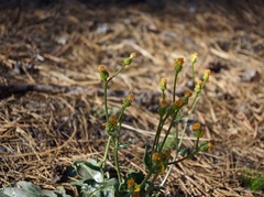 Senecio integerrimus exaltatus