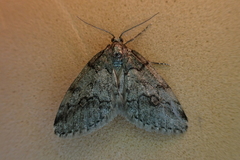 Tephronia lhommaria