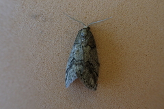 Tephronia lhommaria