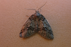 Tephronia lhommaria