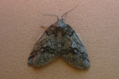Tephronia lhommaria