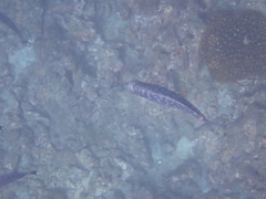 Halichoeres notospilus