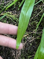 Anticlea occidentalis