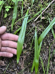 Anticlea occidentalis