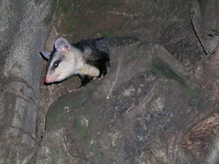 Didelphis albiventris