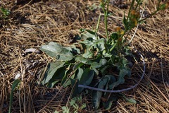 Senecio integerrimus exaltatus