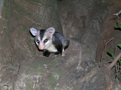 Didelphis albiventris