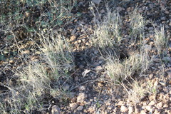 Salvadora deserticola