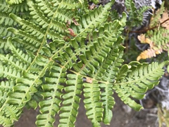 Pteridium aquilinum decompositum
