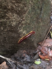 Trigoniulus macropygus