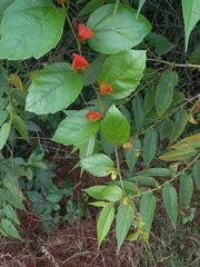 Passiflora coccinea