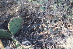 Salvadora deserticola