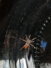 Castianeira occidens