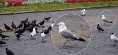 Larus canus