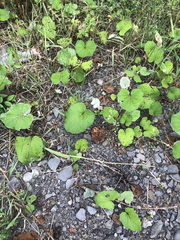 Tussilago farfara