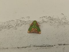 Parasa pastoralis