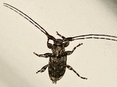 Astyleiopus variegatus